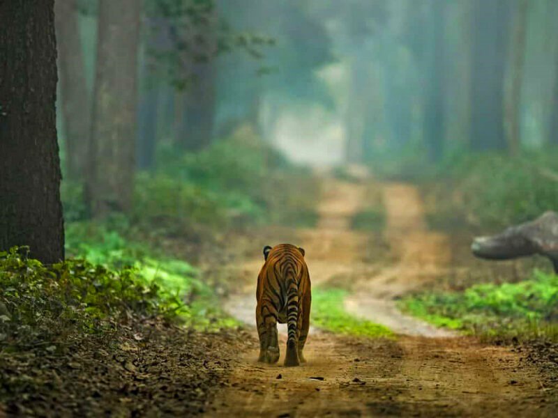 Bengal Tiger in Dudhwa